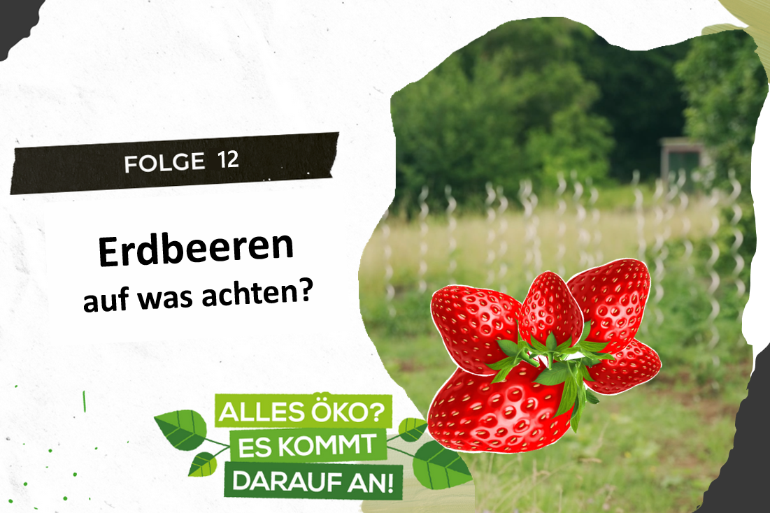 Aufmacher Folge 12 Erdbeeren - auf was achten?
